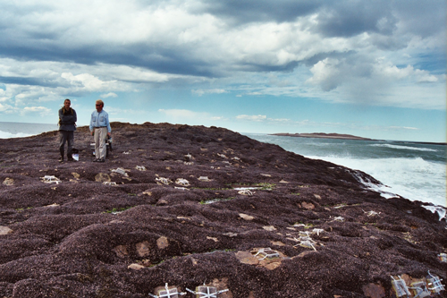 Rocky shore communities