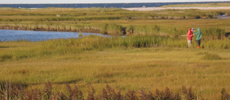Salt marsh