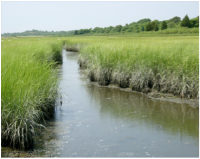 Healthy creek banks