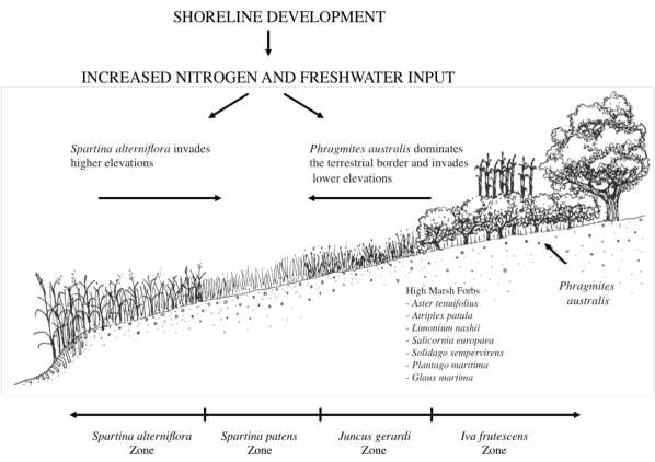 Conceptual model for human impacts